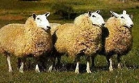 اجرای موفقیت‌آمیز طرح همگام‌سازی فحلی در ۵۰ هزار رأس دام سبک استان لرستان 